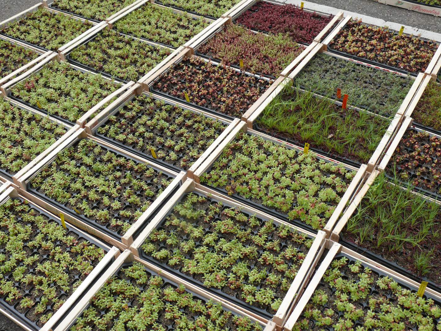 ZinCo Flachballenpflanzen FB 50, Steinrosenflur, Platte à 50 Pflanzen,