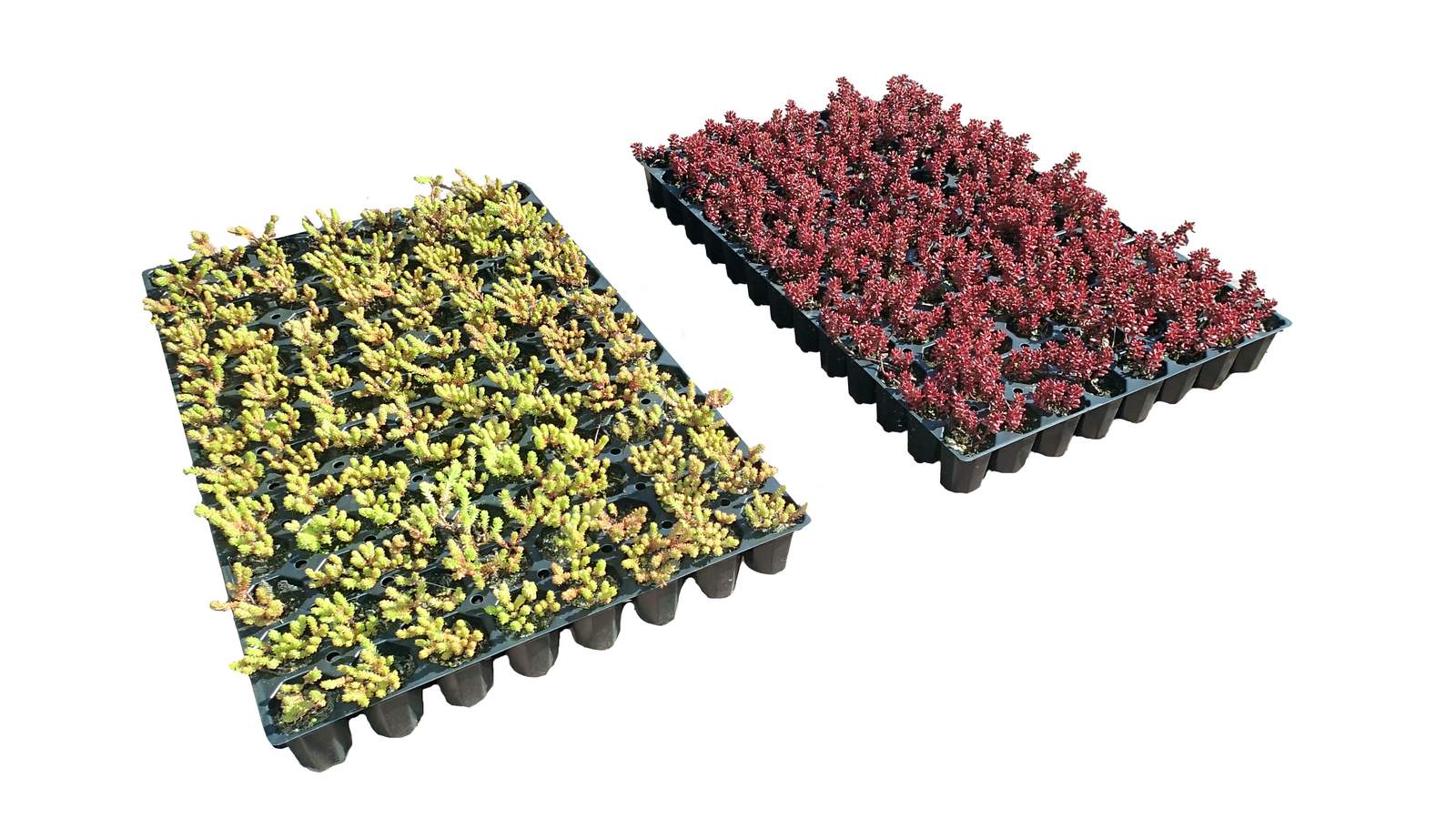 ZinCo Kleinballenpflanzen KB 100, Sedumteppich, Platte à 100 Pflanzen