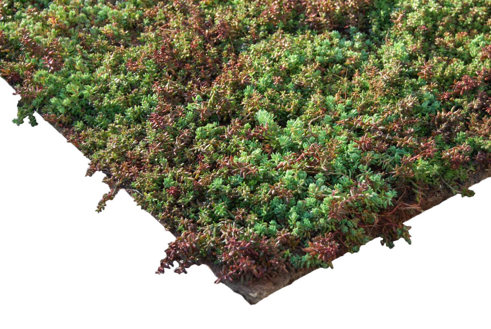 ZinCo Pflanzenmatte Sedum, Kräuter, vorkultivierte Vegetationsmatte