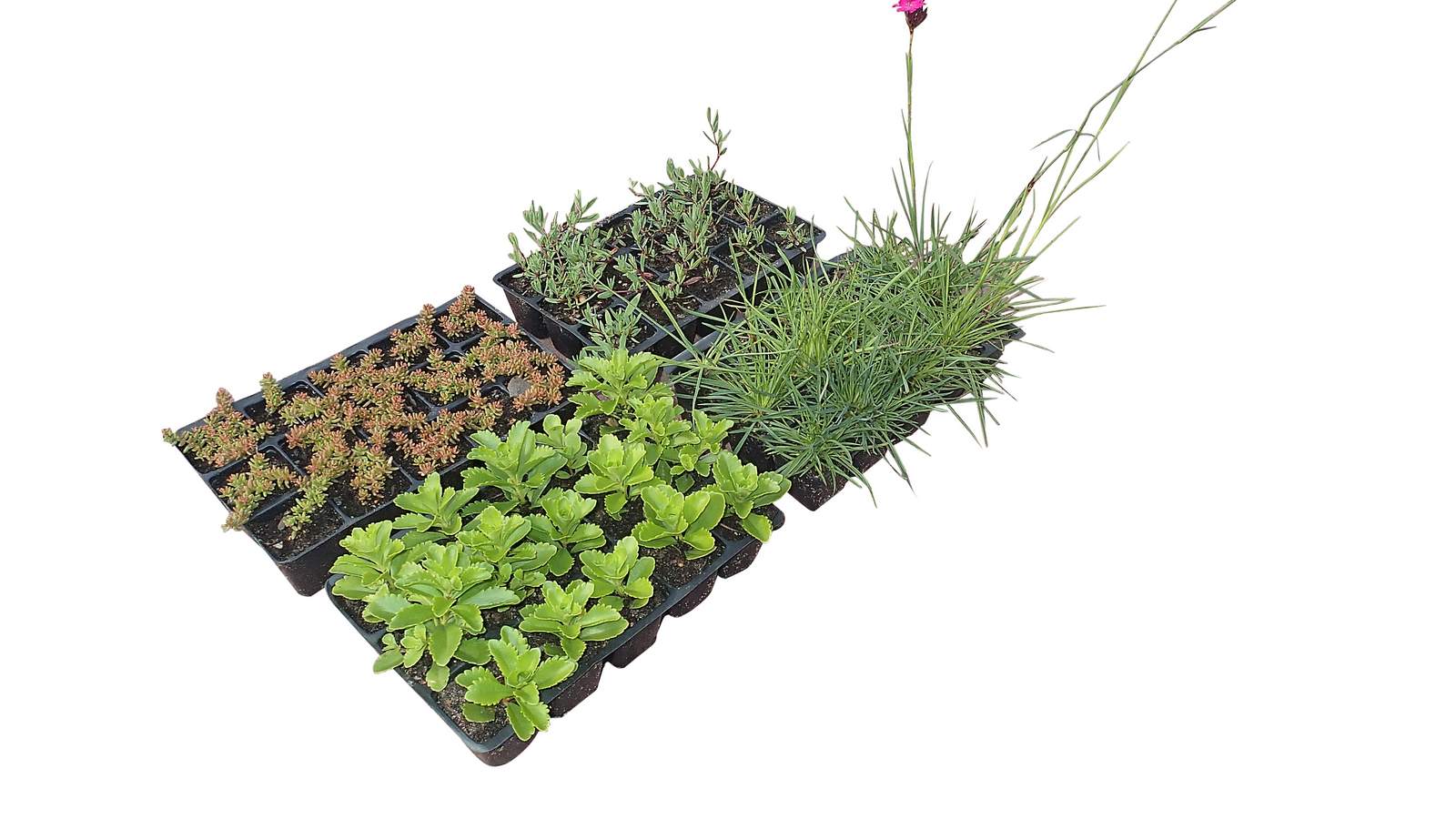 ZinCo Flachballenpflanzen FB 4 X 15 Sedumteppich für Halbschatten